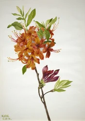 Azalea de llama Rhododendron speciosum, 1938