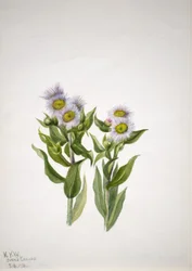 Fleabane (Erigeron macranthus)