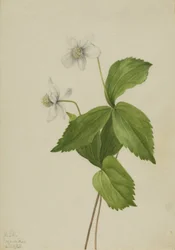 Anémona del bosque Anemone deltoidea