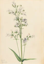 Dedalera Pentstemon Pentstemon digitalis, 1919