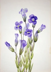 Genciana fringida, 1933