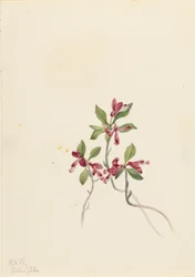 Polygala paucifolia (Polygala paucifolia)