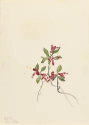 Polígala Fringed Polygala paucifolia