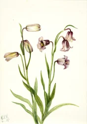 Fritillaria biflora