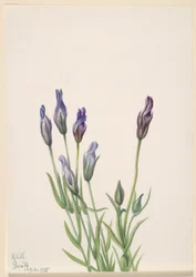 Genciana (Gentiana macounii)