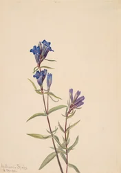 Genciana Gentiana affinis