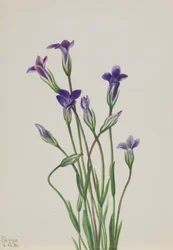 Genciana Gentiana holopetala, 1936