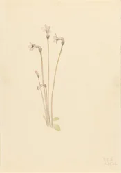 Thalesia uniflora (Thalesia uniflora)