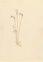 Pipa fantasma Thalesia uniflora, 1920