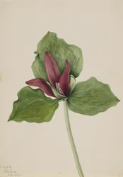 Trillium gigante Trillium chloropetalum, 1921