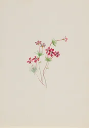 Gilia linanthus parviflorus, ca. 1900-1930