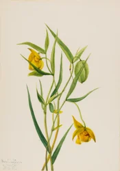Linterna de hadas dorada Calochortus amabilis, 1936