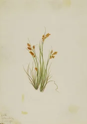 Junco dorado (Carex aurea)