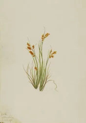 Juncia dorada Carex aurea