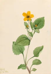 Estrella dorada Chrysogonum virginianum