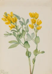 Goldenpea Thermopsis rhombifolia, 1923