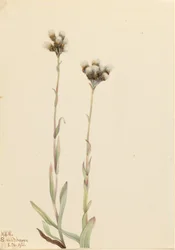 Patitas de gato grises (Antennaria howellii)
