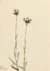 Antennaria howellii de patitas de gato grises, 1921.