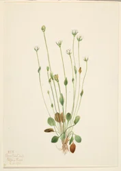 Hierba cana (Senecio canus)