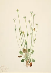 Senecio gris Senecio canus, 1920
