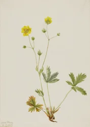 Potentilla glaucophylla, 1905