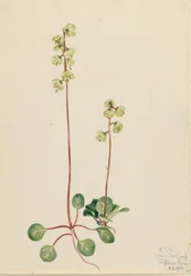 Green Pyrola (Pyrola chlorantha)