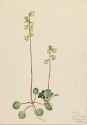 Pyrola verde, 1920