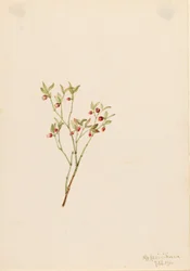 Urogallo (Vaccinum scoparium)