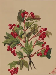 Urogallo (Viburnum americanum)