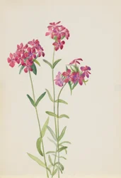 Phlox peludo (Phlox amoena)