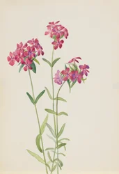 Phlox peludo Phlox amoena, ca. principios de 1930