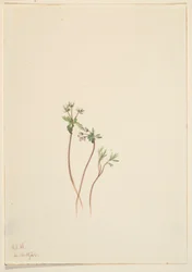 Heraldo de primavera (Erigenia bulbosa)