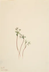 Presagio de primavera Erigenia bulbosa