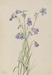 Campanilla (Campanula rotundifolia)