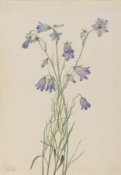 Campanilla Campanula rotundifolia, 1916