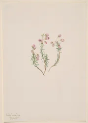 Brezo (Phyllodoce intermedia)