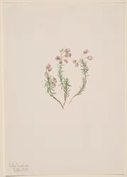 Phyllodoce intermedia, 1907