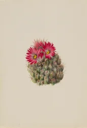 Cactus erizo (Coryphantha arizonica)
