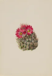 Cactus erizo Coryphantha arizonica, 1933