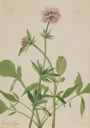 Heliotropo Valeriana Valeriana sitchensis, 1917