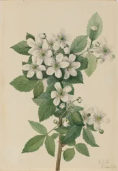 Zarzamora (Rubus argutus)
