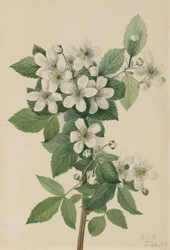 Zarza de mora Rubus argutus