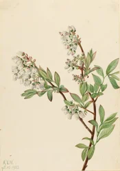 Arándano rojo (Vaccinium corymbosum)