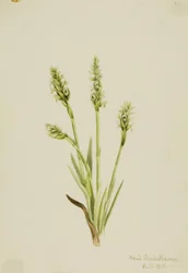 Lirio de las Indias (Ibidium strictum)