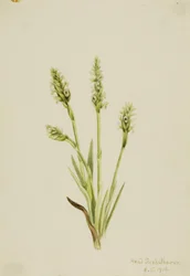 Hooded Ladies-Tresses Ibidium strictum