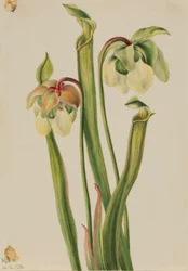 Sarracenia híbrida (Sarracenia minor)