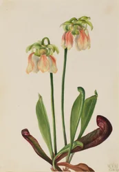 Planta híbrida (Sarracenia minor x psittacina)