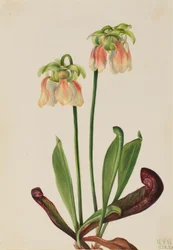 Planta jarra híbrida Sarracenia minor x psittacina, 1930