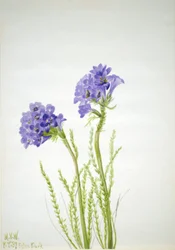 Escalera de Jacob (Polemonium viscosum)