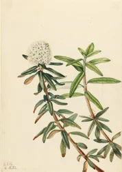 Té del Labrador (Ledum groenlandicum)